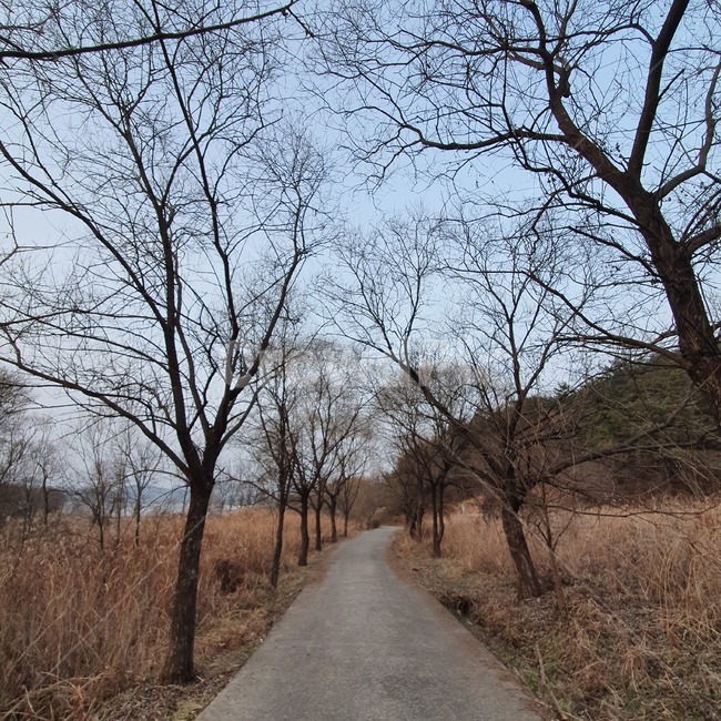 tree,나무,plant,식물,road,길,나무줄기,겨울