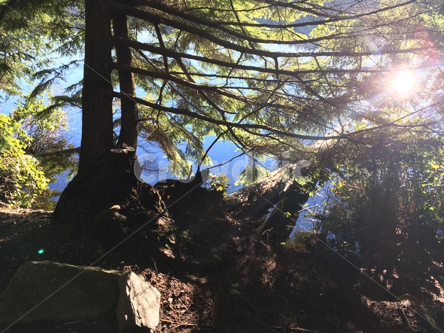 나무,호수,햇빛,tree,sunlight,자연,풍경,nature,landscape,light,빛,flare,플레어,plant,식물