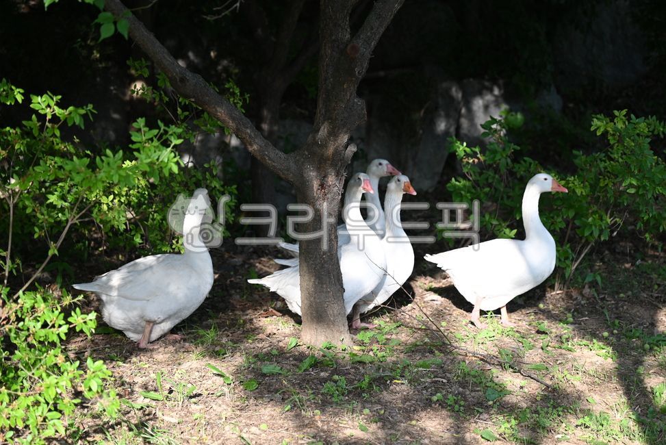 거위,goose,거위가족,야생동물,wildanimal,animalfamily,동물가족,새,bird,birds