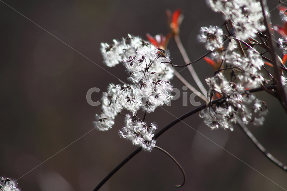 사위질빵,종자,씨앗,번식,clematisapiifolia,식물,자연,plants,nature,꽃,flower