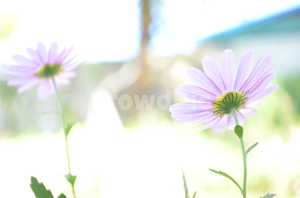 꽃,flower,blossom,국화,꽃배경,맑음,빛노출,분홍색,감성,마당,plant,식물
