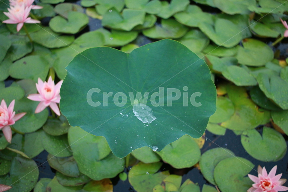 우중출사,장마,비방울,수련,물방울,반동,진동,식물,자연,plants,nature,꽃,flower,비,비오는날,rain,rainy
