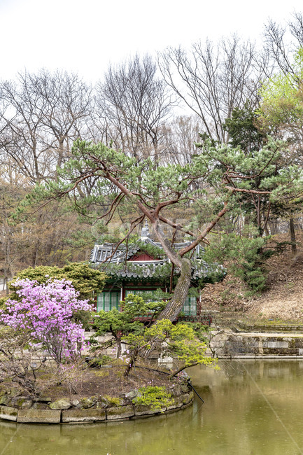 창덕궁,고궁,궁궐,봄,문화유산,부용지,연못,못,전통건축물,한국전통,한국문화,korean traditional,korean culture,건축물,건물외관,exterior,building,structure,architecture,construction