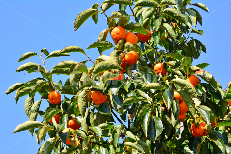 감,홍시,가을과일,음식,persimmon,fruit,plant,식용,먹거리,식재료,간식,달콤,가을배경,가을느낌,가을서정,fall,autumn,background,food,과일,시즌,계절,season,9월,10월,11월,결실,잘익은,나무열매,열매,나무,trees,wood,과일,열매,fruit
