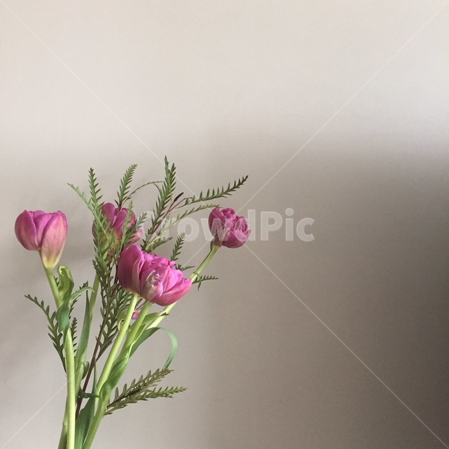 꽃,튤립,보라,식물,leaf,꽃,flower