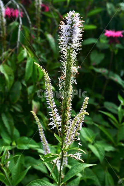 산꼬리풀,현삼과,여러해살이풀,야생초,식물,자연,식물,자연,plants,nature