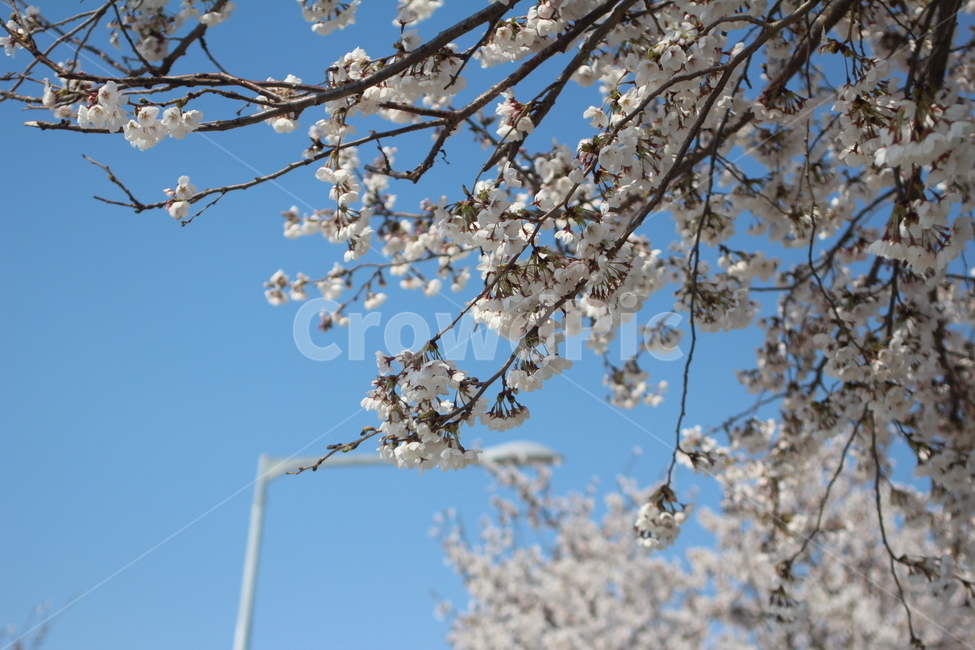 plant,식물,blossom,cherryblossom,벚꽃,꽃,flower