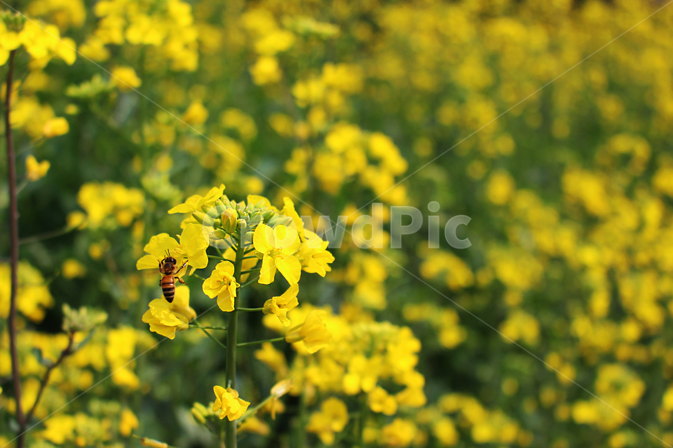 꽃,유채꽃,벌,자연,제주,꽃밭,풍경,노랑색,flower,bee,yellow,섬,식물,자연,plants,nature,꽃,flower