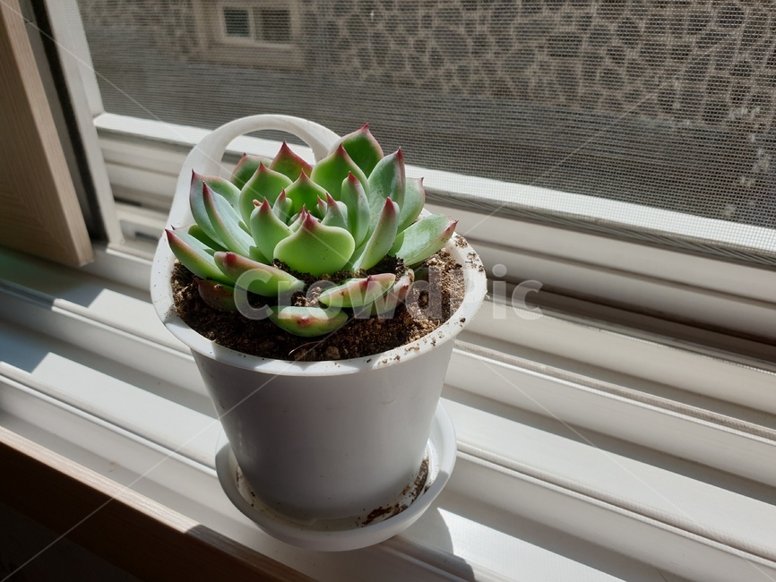선인장,다육이,화분,화초,홈가드닝,실내용화초,화분,화초,house plant