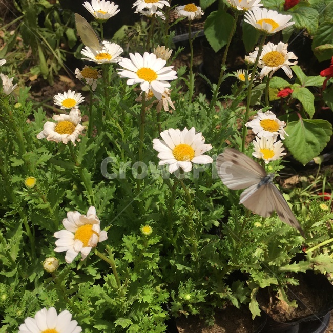 꽃,식물,자연,나비,풀,야외,곤충,nature,흰,노랑,빨강,flower,식물,자연,plants,nature,꽃,flower,동물,animal,곤충,벌레,insect,bug