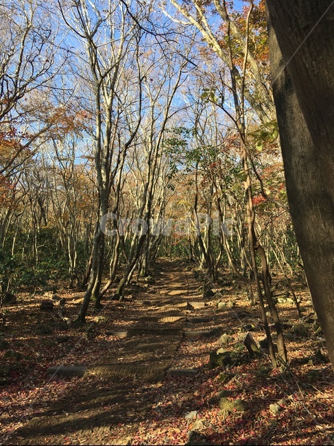 제주,한라산,나무,숲길,가을