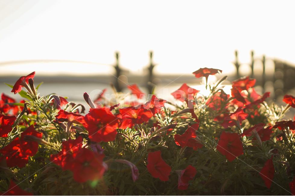 꽃,풍경,자연,역광,여름,식물,자연,plants,nature,꽃,flower,감성,sensible,feeling