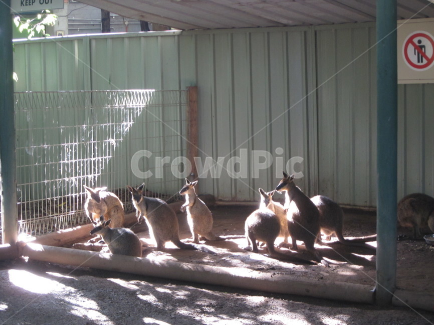 kangaroo,캥거루,animal,동물,호주,동물,animal,포유류,mammal