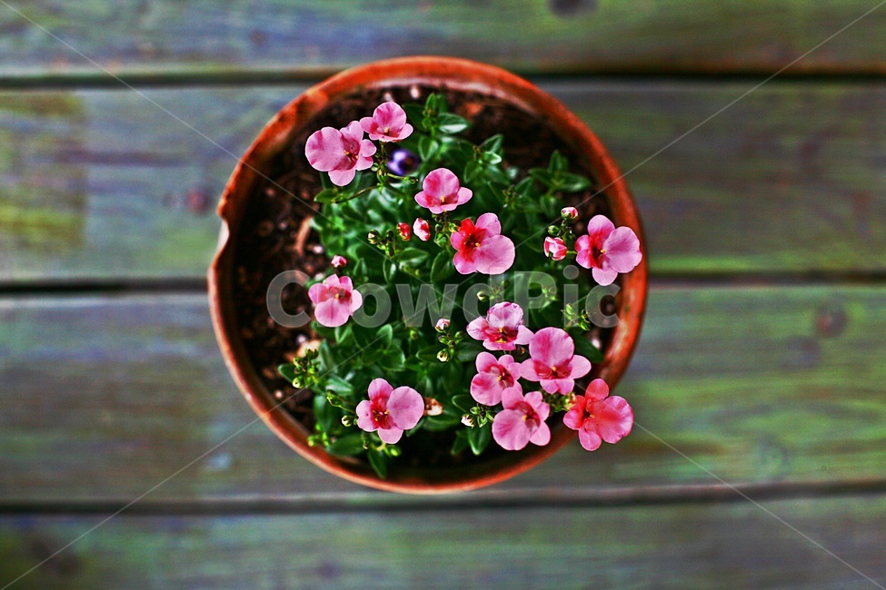 야생화,다이아시아,허브,허브팜,herb,식물,자연,plants,nature,꽃,flower