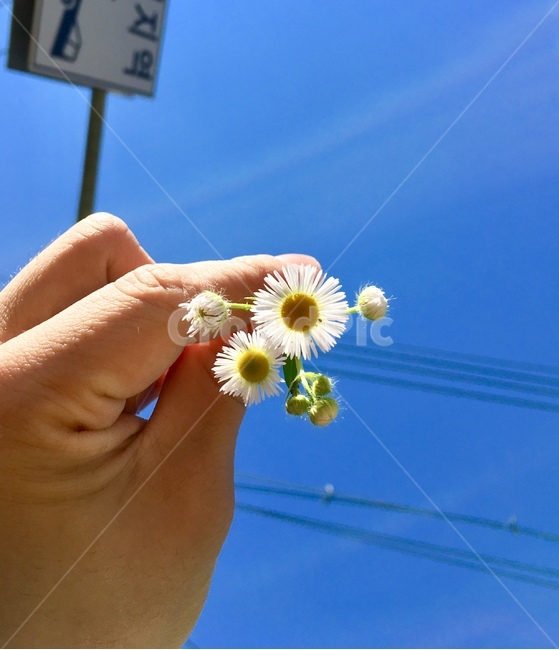 하늘,꽃,손,컨셉,풍경,식물,자연,plants,nature,꽃,flower