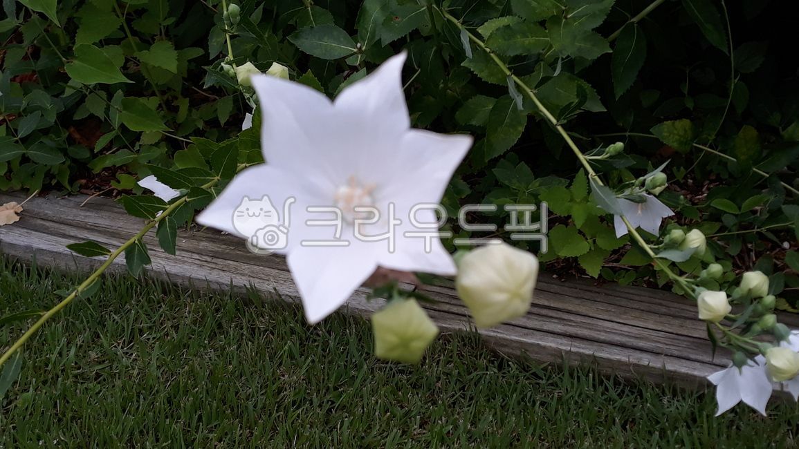 plant,식물,도라지,도라지꽃,백도라지