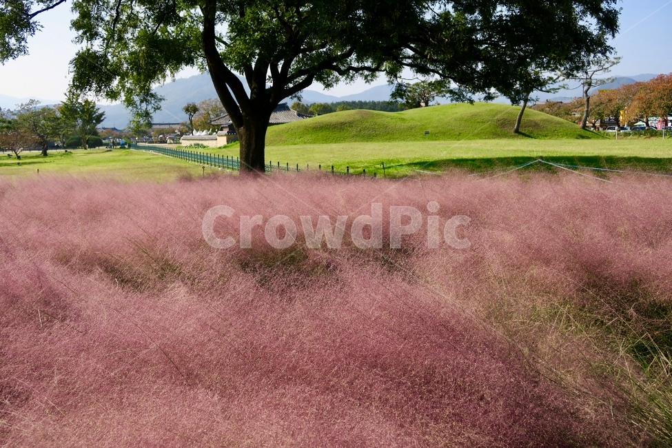 핑크뮬리,갈대,분홍갈대,나무,자연,초록,분홍,식물,꽃,pinkmuhlygrass,가을,계절,fall,autumn,season,자연,풍경,nature,landscape,한국자연풍경,한국자연경관,korea nature landscape,한국전통,한국문화,korean traditional,korean culture,랜드마크,landmark,tourist attraction,한국랜드마크,한국관광지,한국명소,korea landmark,korea tourist attraction,field,들,outdoors,옥외
