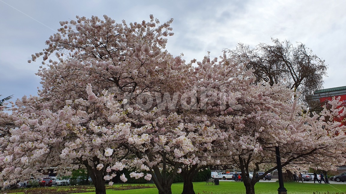 벚꽃,벚나무,봄,벚꽃놀이,개화,봄,계절,spring,season,plant,식물,flower,꽃,blossom