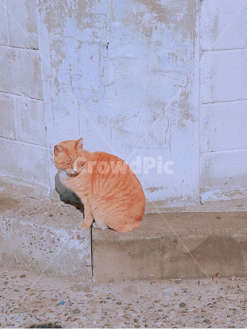 동물,고양이,반려동물,cat,animal,동물,animal,포유류,mammal,고양이,cat,kitten,kitty