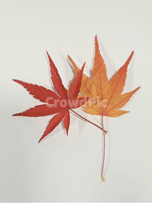 단풍잎,나뭇잎,가을,잎,낙엽,식물,autumn,leaf,leaves,maple,fall,plant,계절,season,가을,계절,fall,autumn,season,식물,자연,plants,nature