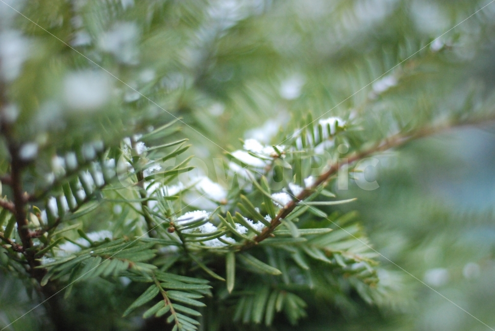 눈꽃,겨울,계절,눈,나무,소나무,식물,초록,자연,plants,nature,green,winter,white,season,식물,자연,plants,nature,감성,sensible,feeling