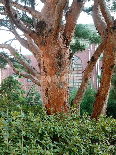 소나무,적송,솔잎,식물,plant,tree,나무줄기,나무,trees,wood