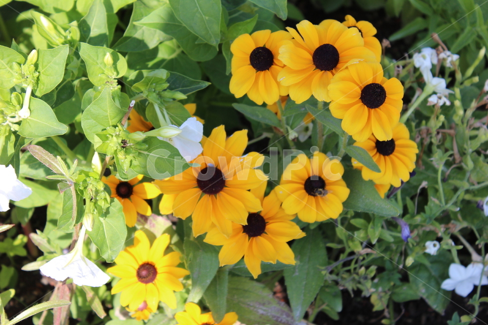 유럽들꽃,에키네시아,echinacea,europeflower,노란색꽃,yellow,여름꽃,summer,summerflower,예쁜꽃,꽃잎,노란꽃잎,조화로운꽃,신비한꽃,접시꽃,맑은느낌,여름향기