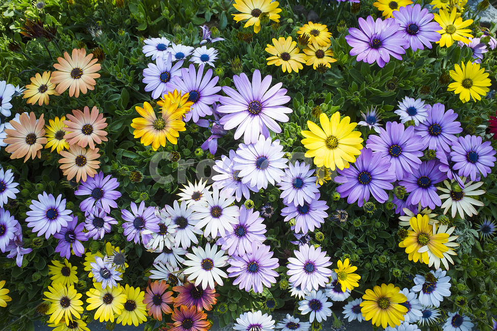 blossom,꽃,flower,봄,4월,plant,식물,colorful,garden,spring,red,yellow,purple,배경,background,floral,nature