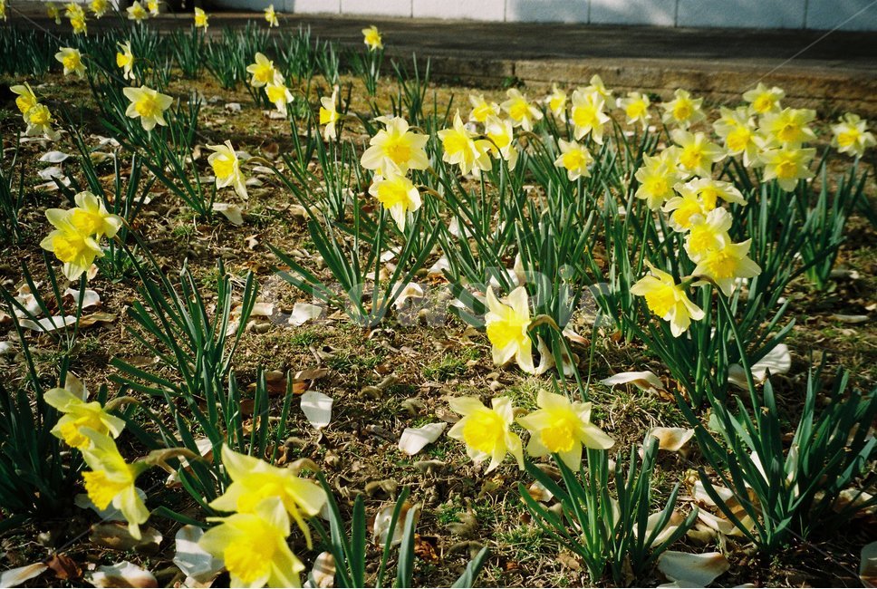 수선화,plant,daffodil,식물,blossom,꽃,flower,필름,필름사진,film,yellow