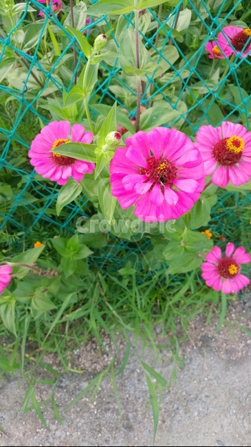 제라늄,꽃,식물,flower,plant,식물,자연,plants,nature,꽃,flower