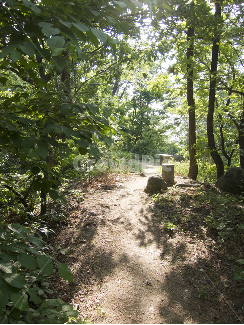 숲,나무,자연,숲속,nature,자연,풍경,nature,landscape,ground,바닥,vegetation,초목,plant,식물,tree