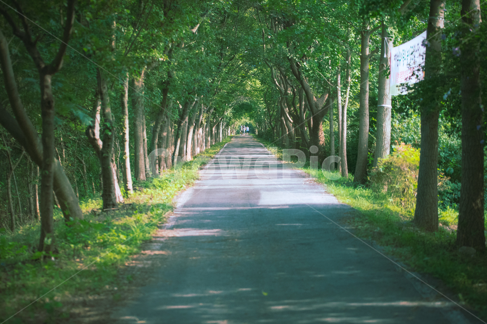 vanishing point,Between the trees,Forest Environment Research Institute,green tree,forest road