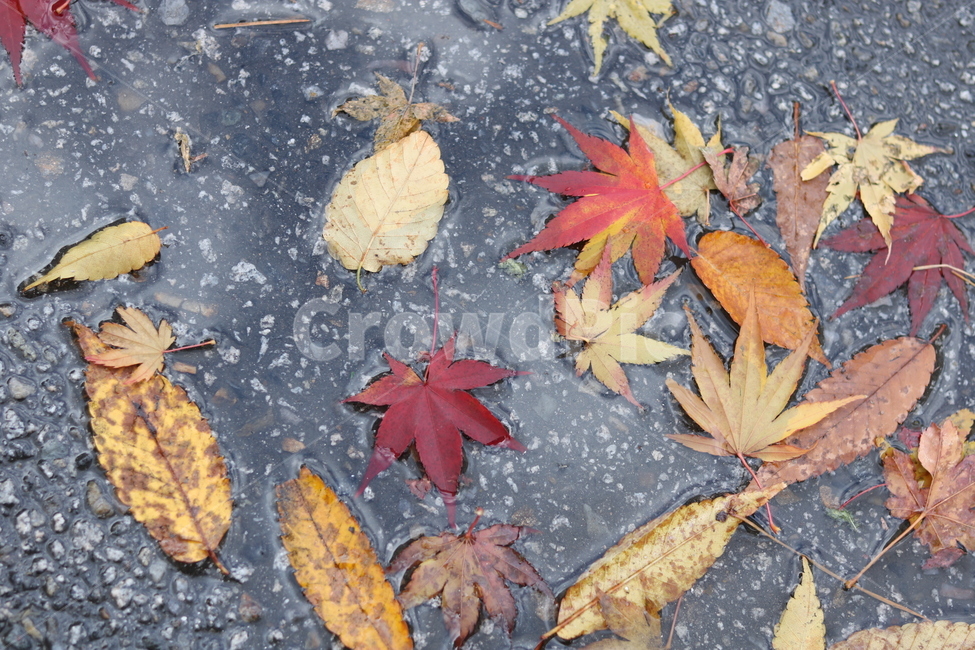 가을,단풍,단풍잎,잎,낙엽,가을느낌,가을분위기,nature,가을,계절,fall,autumn,season,leaf,plant,식물,tree,나무