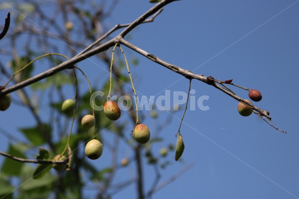하늘,대추,대추나무,식물,열매,초록,갈색,파랑,sky,sora,jujube,natsume,chrysanthemum,natsumenoki,plants,shokubutsu,fruit,jitsu,green,midori,brown,chairo,blue,ao,가을,계절,fall,autumn,season,식물,자연,plants,nature,과일,열매,fruit,plant