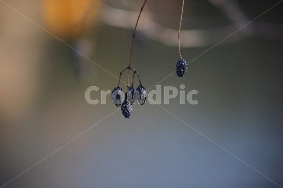 열매,종자,번식,식물,seed,식물,자연,plants,nature,과일,열매,fruit