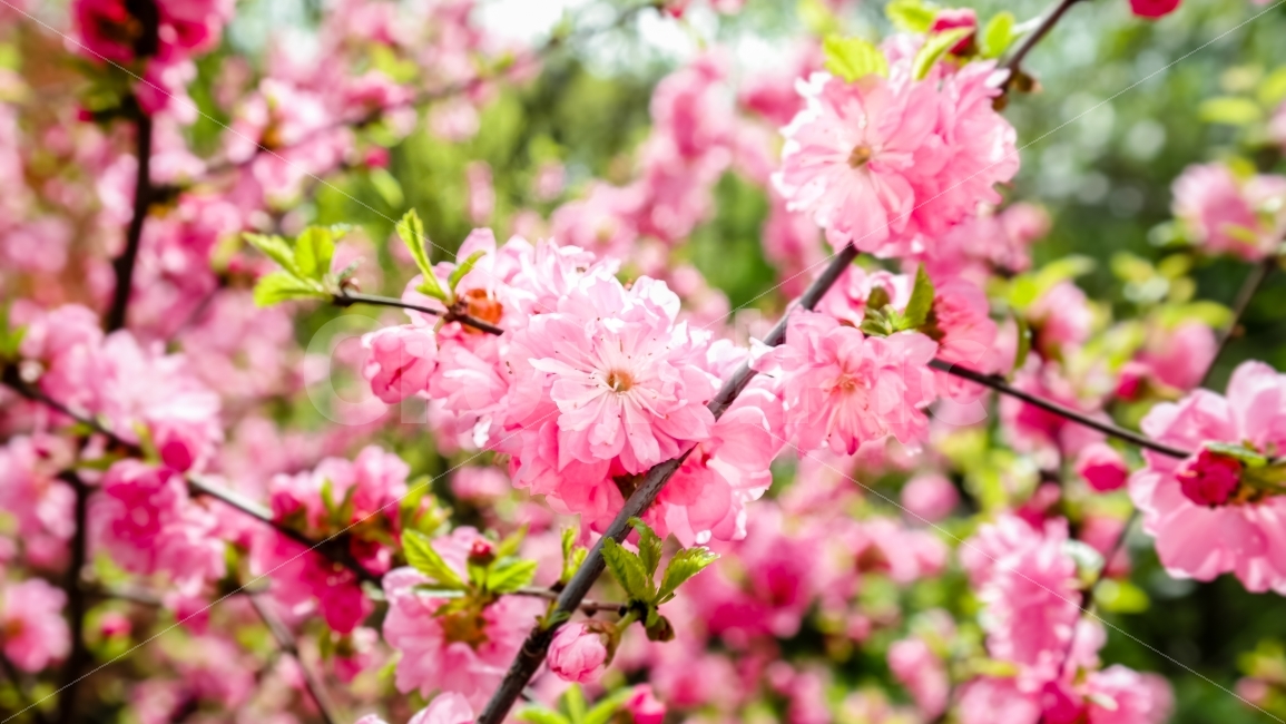 꽃,분홍색,식물,봄,화사함,봄,계절,spring,season,식물,자연,plants,nature,꽃,flower,plant,blossom