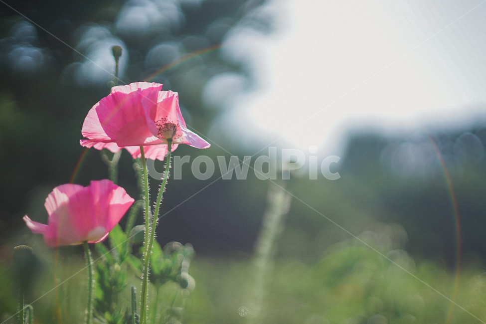 양귀비,여름꽃,꽃,양귀비꽃,꽃밭,여름,계절,summer,season,자연,풍경,nature,landscape,식물,plants,꽃,flower,plant