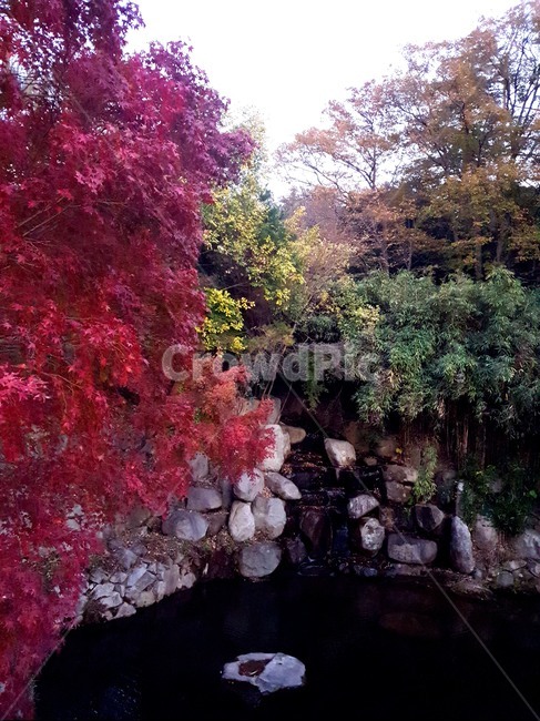 tree,나무,plant,식물,단풍,레드,연못,폭포,가을