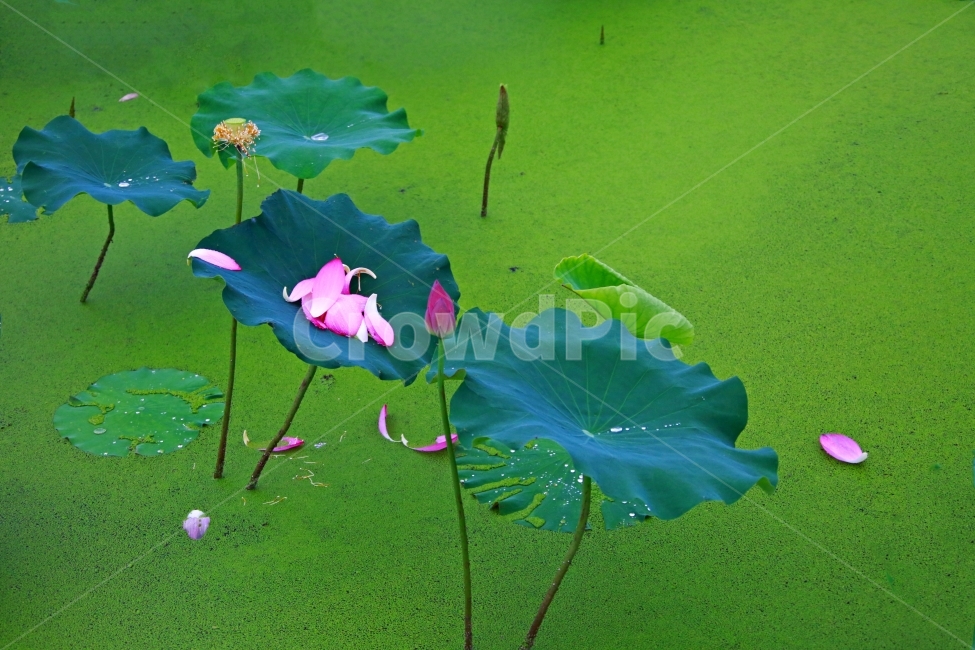 연꽃,연,백련지,꽃잎,꽃,식물,자연,plants,nature,꽃,flower