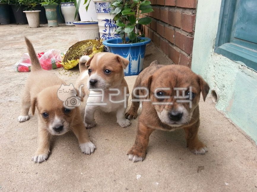 강아지들,강아지,시골강아지,마당,반려동물,동물,외갓집,시골집,puppy,animal,dog,귀여운강아지,누렁이,귀여운,똥개,바둑이,주목,서열,덤벼,믹스견