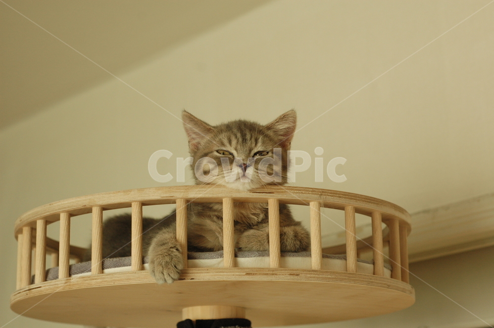 feline,chin,Meow,Loveliness,babycat,Geseumtsure,cute,kitty,cat tower,kitten,house cat,meow,solid wood,Asshole,cat,cuteness,baby,stripe,sleepy,pet