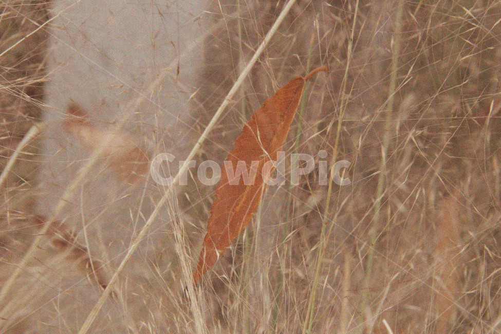 갈대,자연,가을,낙엽,감성,감성사진,가을풍경,가을,계절,fall,autumn,season,식물,자연,plants,nature,감성,sensible,feeling,veins,정맥