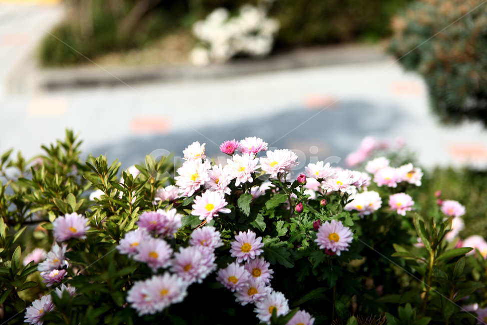 plant,식물,flower,꽃,small,식물,자연,plants,nature,꽃,flower