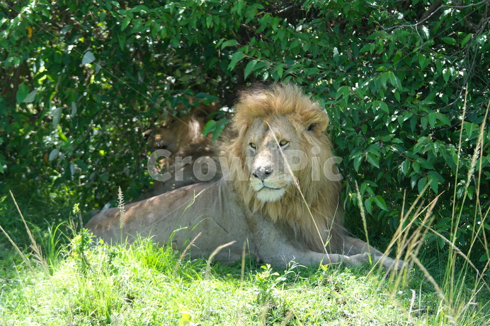 케냐,사파리,사자,숫사자,라이언킹,동물,animal,포유류,mammal