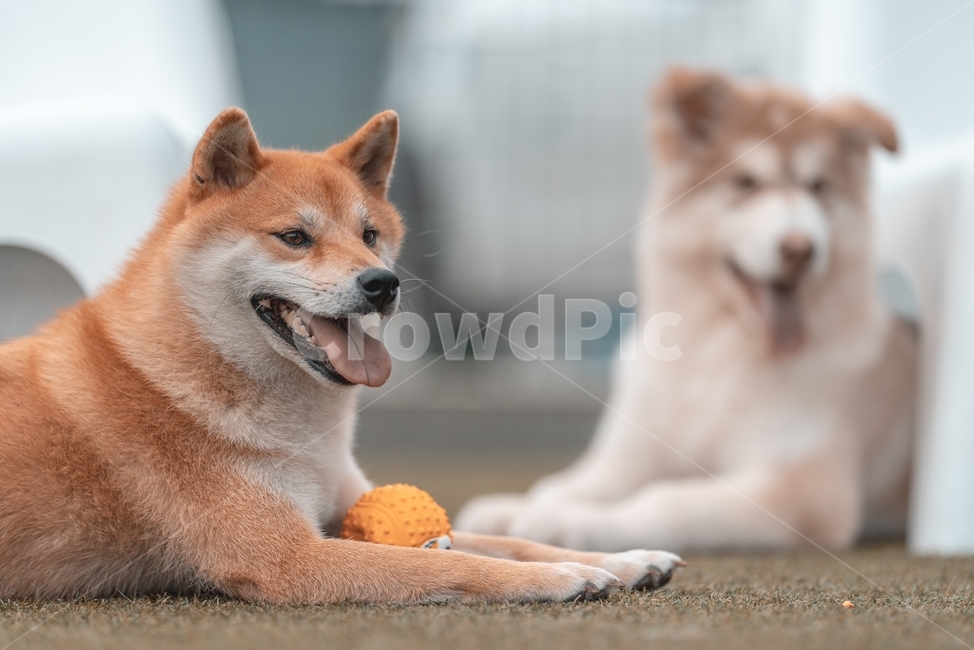 pet,animal,동물,개,dog,송곳니,시바,시바견,시바이누,동물,animal,포유류,mammal,개,강아지,dog,doggy