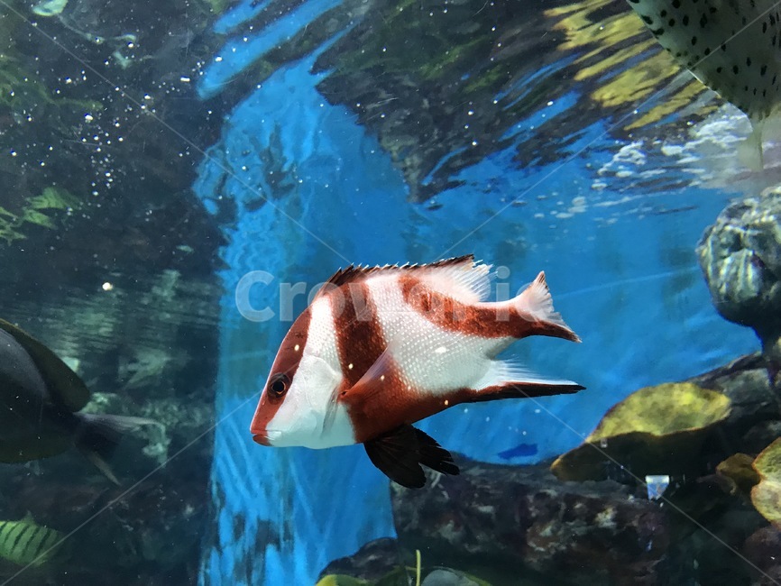 물고기,아쿠아리움,fish,어류,해양