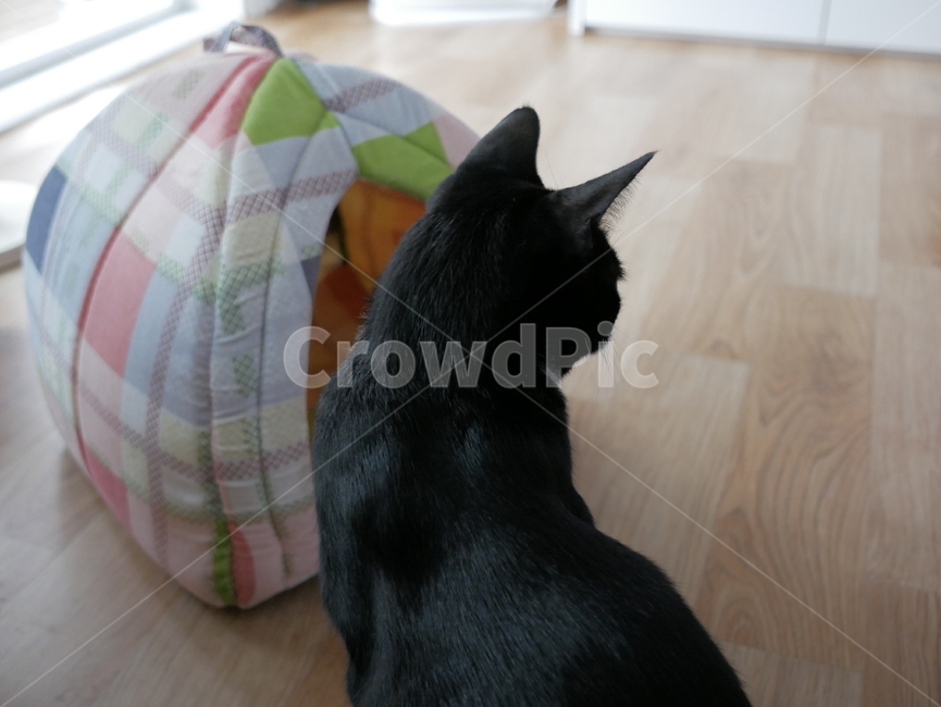 고양이,개냥이,아기고양이,귀여운,검은고양이,동물,animal,포유류,mammal,고양이,cat,kitten,kitty