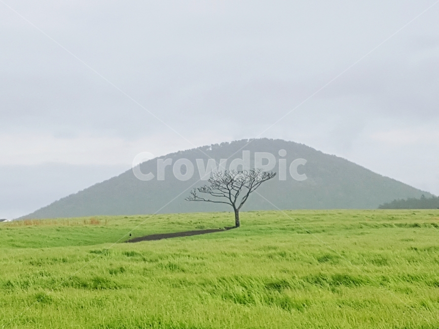 제주도,여행,왕따나무,풍경,휴식,자연,풍경,nature,landscape,한국자연풍경,한국자연경관,korea nature landscape,제주도,jeju,jeju island,식물,plants,나무,trees,wood,outdoors,옥외,grassland,목초지,field,들
