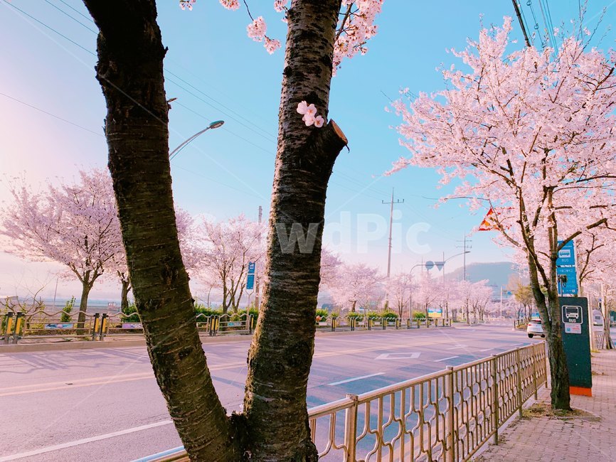 벚꽃,감성,길거리,핑크,가로수길