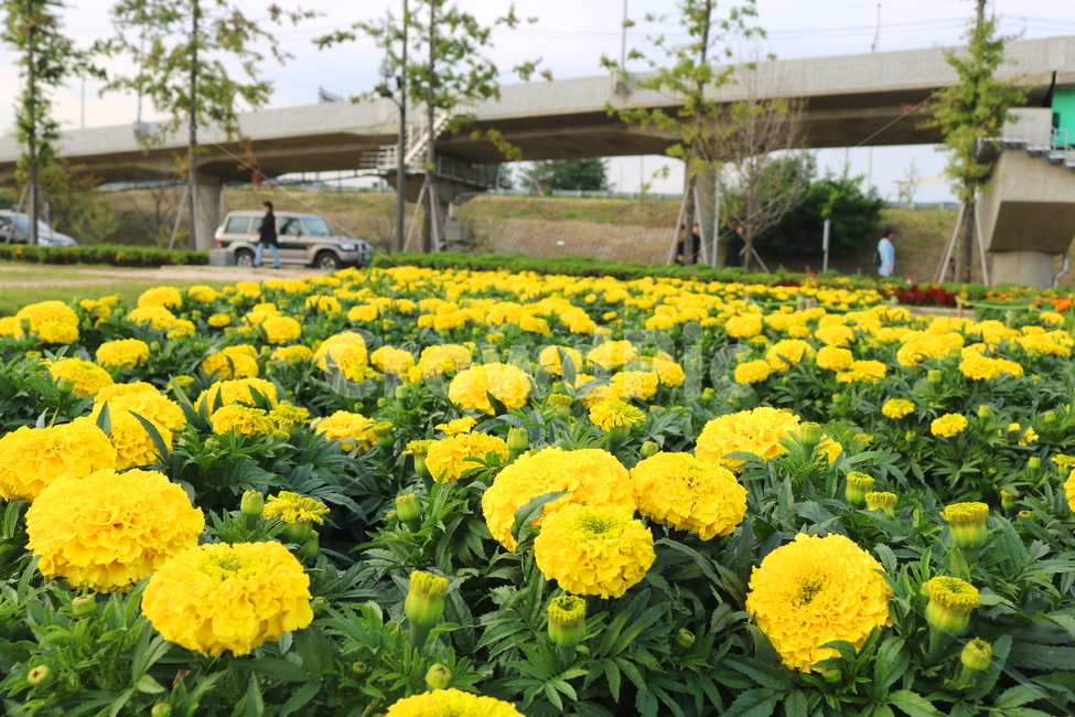 메리골드,꽃,메리골드꽃,식물,자연,풍경,금잔화,만수국,국화과,구리시,한강시민공원,꽃축제,축제,식물,자연,plants,nature,꽃,flower